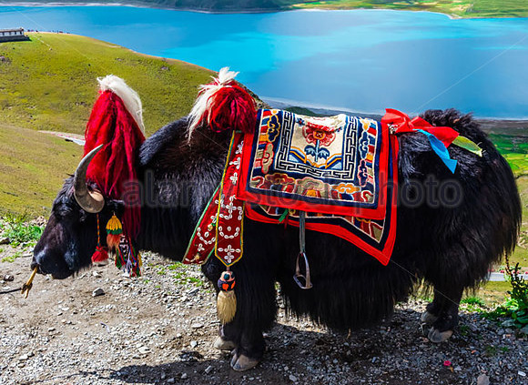 5 Days Lhasa Group Tour with Yamdrok Lake